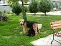 Airedale Terrier video