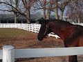 Alysheba at the Horse Park