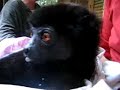 Milne Edwards Sifaka