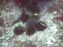 narcosis team x