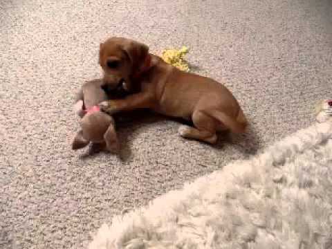 Buddy..Beagle Chihuahua cutie pie!!
