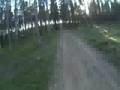 Forest run (new version)