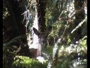 Deer Hunting West Coast New Zealand
