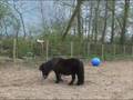 Bonnie (shetland pony)