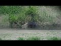 Battle at Kruger National Park (Shingwedzi) part 2