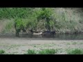 battle at kruger national park  shingwedzi  part 2