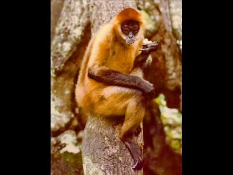 Our Primate Cousins