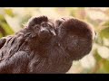 Our Primate Cousins