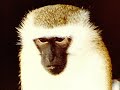 Our Primate Cousins