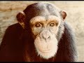 Our Primate Cousins