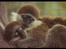 Our Primate Cousins