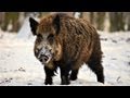 MONSTER Wild Boar Hunt in Hungary