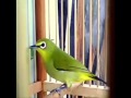 Kicau Pleci Betina Melatih Pleci Jantan Gacor