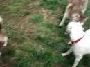 New Puppies playing together. Dalmatian & Huskys New Puppies playing together. Dalmatian & Huskys