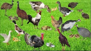 Домашние птицы и их птенцы. Смотри, запоминай, отвечай на вопросы!