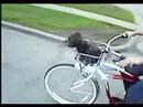 Gertie goes for a bike ride