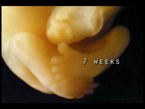 What So-Called Pro-Choicers Cannot Watch From Start To Finish