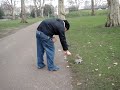 Scoiattoli nel parco di londra Scoiattoli nel parco di londra