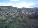 Guanacos en las Torres del Paine