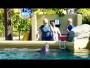 Dolphin Encounter Dolphin Encounter