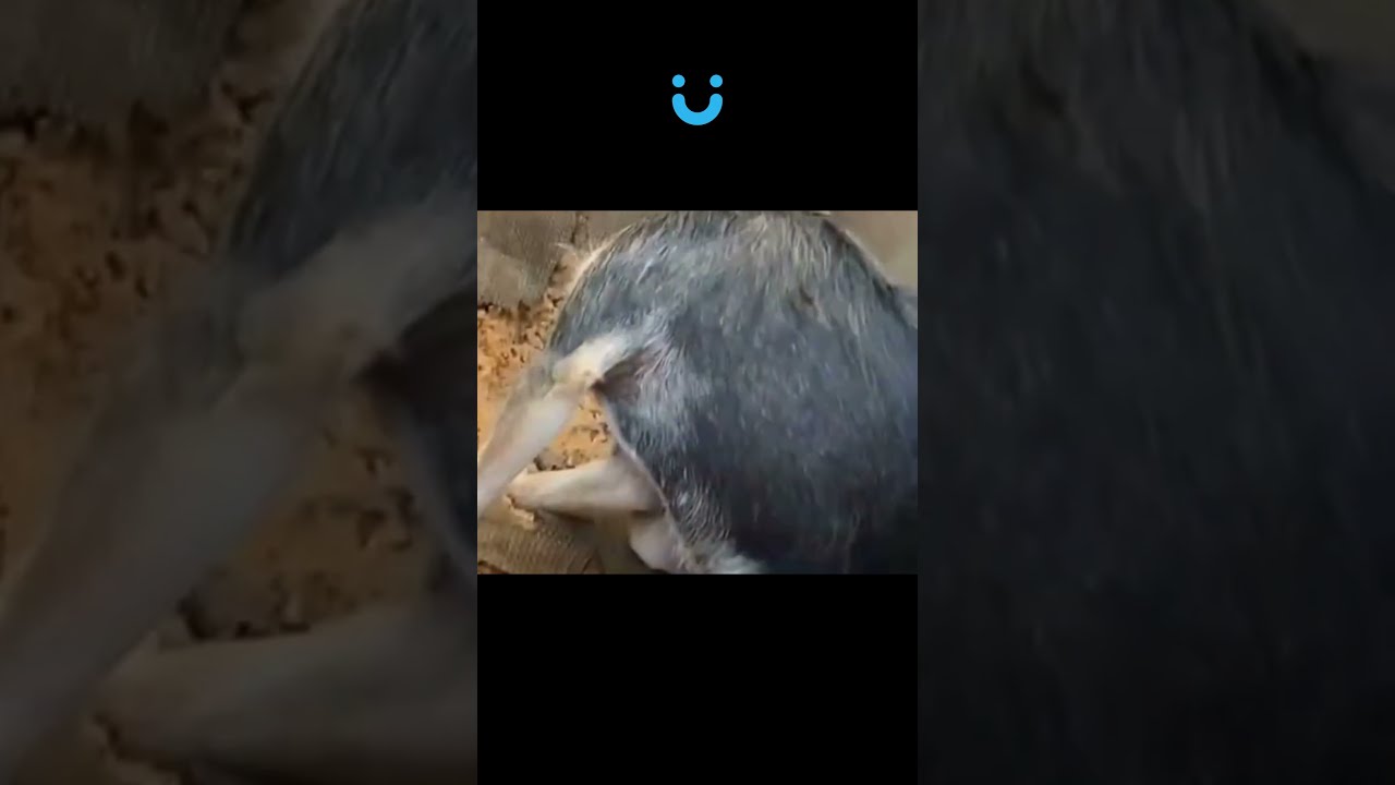 SE LIGA NESSA DUPLA DINÂMICA