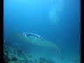 Mantas en Maldivas-3 (aguamarbuceo.com)
