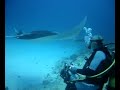 Mantas en Maldivas-3 (aguamarbuceo.com)