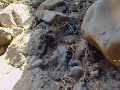 Zona Crawling Zona Crawling