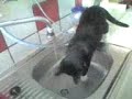 die süsseste katze der welt die süsseste katze der welt