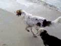 Rass e Daisy fanno i tuffi