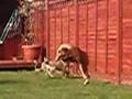Boerboel video