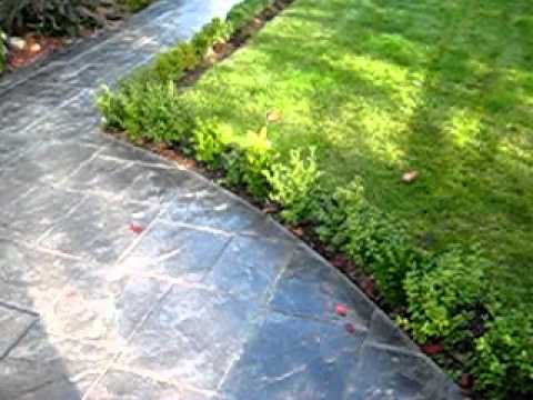 how to fertilize english boxwood