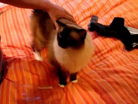 0 Caymus Videos