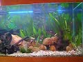 My Botias among bicolor and Jack Dempsey 
