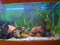 Aquário Comunitário de 450L Aquário Comunitário de 450L