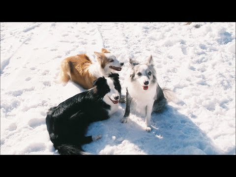 動画