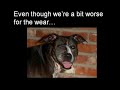 Pitbull attacked by media