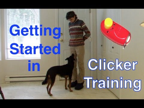 how to train using a clicker