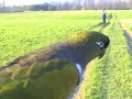 Free flying parrot Miki