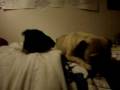 videos de deargs
