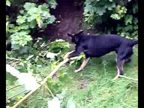 chien sauvage