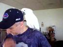 Pet birds Pet birds