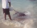 Sting Ray Feeding Rush
