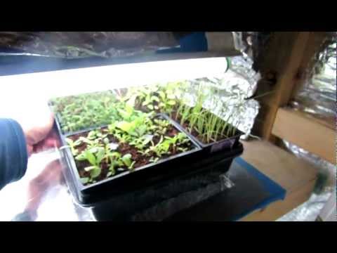 how to transplant leggy seedlings