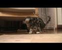 kisvideo david-r?l a b�tor �s vakmer? kand�rr�l! : )