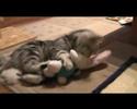 kisvideo david-r?l a b�tor �s vakmer? kand�rr�l! : )