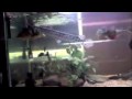 videos de The Cichla Pack