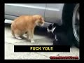 Cat Fight- The Interpretation