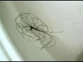 Ridina Ahmed - Hlasem .... ????? ???? -  ???