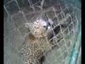 La Genialidad Domando Leopardos De la 33
